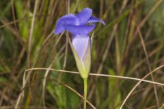 Lesser fringed Gentian, Gentianopsis virgata