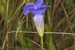 Lesser fringed Gentian, Gentianopsis virgata