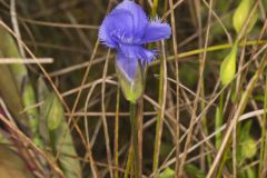 Lesser fringed Gentian, Gentianopsis virgata
