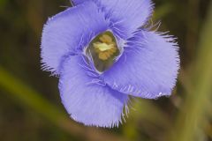 Lesser fringed Gentian, Gentianopsis virgata