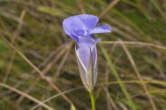 Lesser fringed Gentian, Gentianopsis virgata
