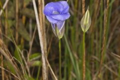 Lesser fringed Gentian, Gentianopsis virgata