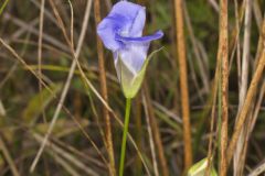 Lesser fringed Gentian, Gentianopsis virgata