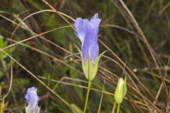 Lesser fringed Gentian, Gentianopsis virgata
