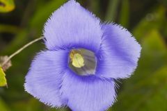 Lesser fringed Gentian, Gentianopsis virgata