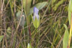 Lesser fringed Gentian, Gentianopsis virgata