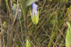 Lesser fringed Gentian, Gentianopsis virgata
