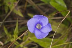 Lesser fringed Gentian, Gentianopsis virgata