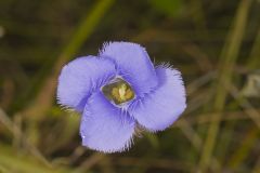 Lesser fringed Gentian, Gentianopsis virgata