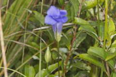 Lesser fringed Gentian, Gentianopsis virgata