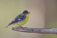 Lesser Goldfinch, Carduelis psaltria