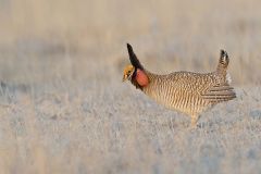 Lesser Prairie Chicken, Tympanuchus pallidicinctus