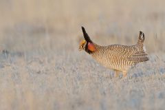 Lesser Prairie Chicken, Tympanuchus pallidicinctus