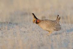 Lesser Prairie Chicken
