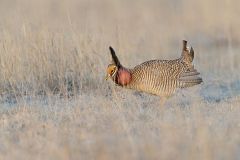 Lesser Prairie Chicken, Tympanuchus pallidicinctus