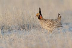Lesser Prairie Chicken, Tympanuchus pallidicinctus