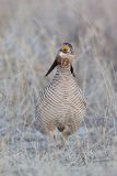 Lesser Prairie Chicken, Tympanuchus pallidicinctus
