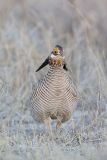 Lesser Prairie Chicken, Tympanuchus pallidicinctus