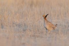 Lesser Prairie Chicken, Tympanuchus pallidicinctus