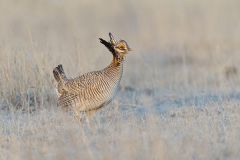 Lesser Prairie Chicken, Tympanuchus pallidicinctus