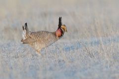 Lesser Prairie Chicken, Tympanuchus pallidicinctus