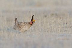 Lesser Prairie Chicken, Tympanuchus pallidicinctus