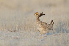 Lesser Prairie Chicken, Tympanuchus pallidicinctus