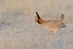 Lesser Prairie Chicken, Tympanuchus pallidicinctus