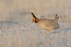 Lesser Prairie Chicken, Tympanuchus pallidicinctus