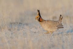 Lesser Prairie Chicken, Tympanuchus pallidicinctus