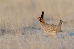 Lesser Prairie Chicken, Tympanuchus pallidicinctus