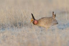 Lesser Prairie Chicken, Tympanuchus pallidicinctus