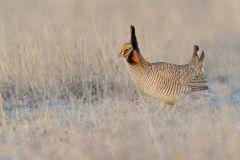 Lesser Prairie Chicken, Tympanuchus pallidicinctus