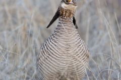 Lesser Prairie Chicken, Tympanuchus pallidicinctus