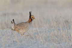 Lesser Prairie Chicken, Tympanuchus pallidicinctus