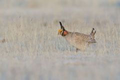 Lesser Prairie Chicken, Tympanuchus pallidicinctus