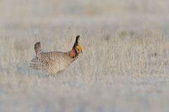 Lesser Prairie Chicken, Tympanuchus pallidicinctus