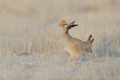 Lesser Prairie Chicken, Tympanuchus pallidicinctus