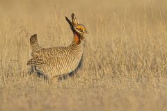 Lesser Prairie Chicken, Tympanuchus pallidicinctus