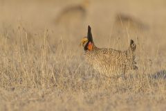Lesser Prairie Chicken, Tympanuchus pallidicinctus