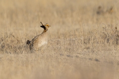 Lesser Prairie Chicken, Tympanuchus pallidicinctus