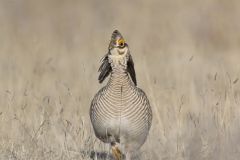 Lesser Prairie Chicken, Tympanuchus pallidicinctus