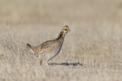 Lesser Prairie Chicken, Tympanuchus pallidicinctus