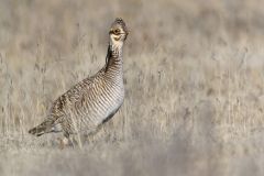 Lesser Prairie Chicken, Tympanuchus pallidicinctus