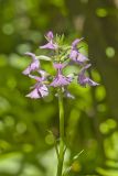 Lesser Purple-fringed Orchid, Platanthera psycodes