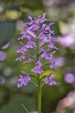 Lesser Purple-fringed Orchid, Platanthera psycodes