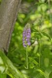 Lesser Purple-fringed Orchid, Platanthera psycodes