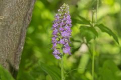 Lesser Purple-fringed Orchid, Platanthera psycodes