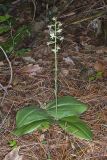 Lesser Roundleaved Orchid, Platanthera orbiculata