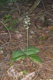 Lesser Roundleaved Orchid, Platanthera orbiculata